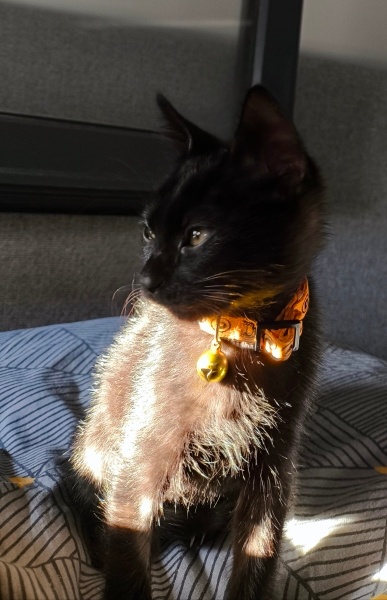 Tekir Kedi, Kedi  Nohut fotoğrafı