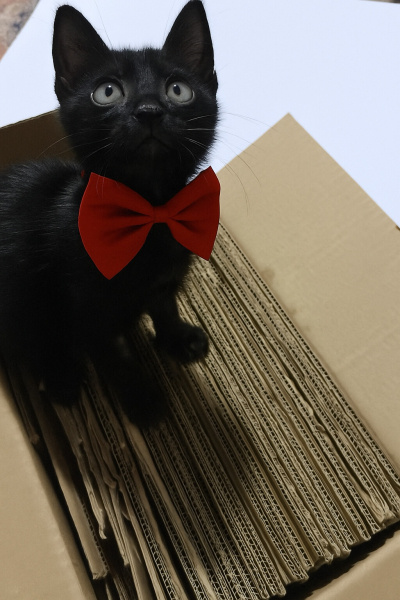 Tekir Kedi, Kedi  Nohut fotoğrafı