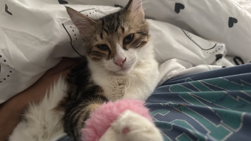 Tekir Kedi, Kedi  İrmik fotoğrafı