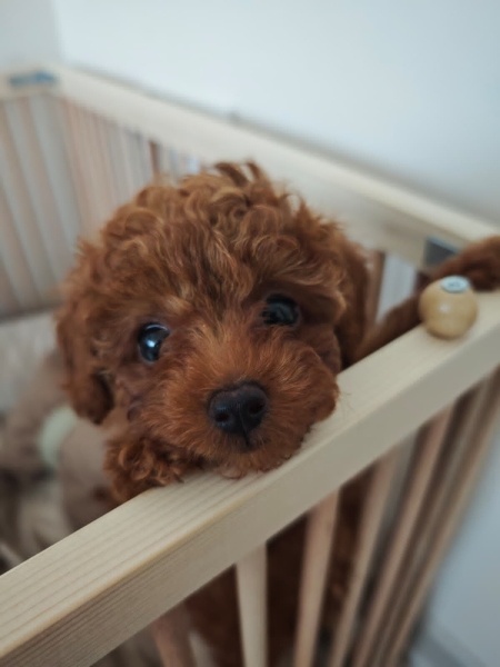Poodle (Minyatür Kaniş), Köpek  Osi fotoğrafı