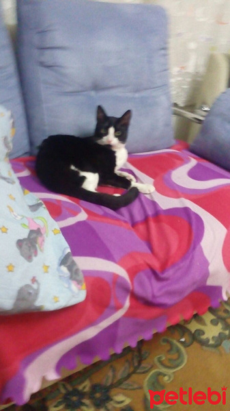 Tuxedo (Smokin) Kedi, Kedi  cumali fotoğrafı