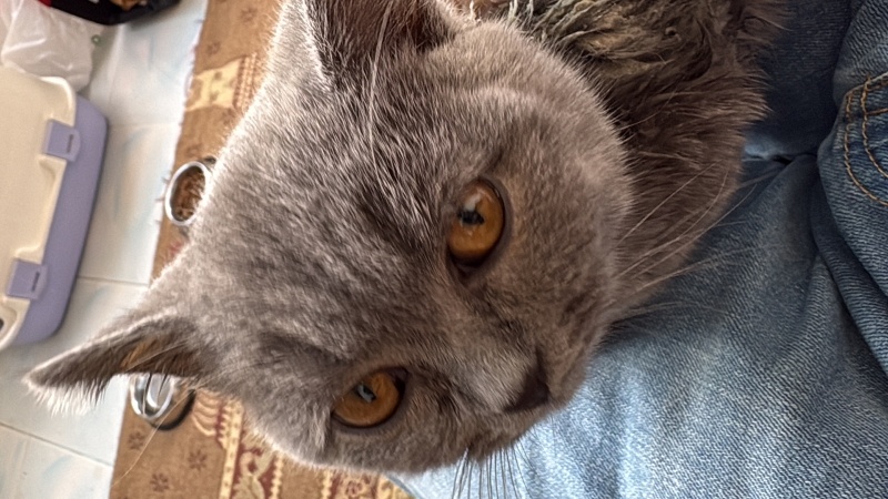 British Shorthair, Kedi  Leo fotoğrafı
