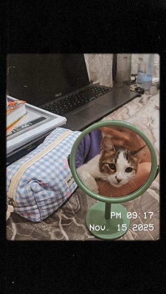 Tekir Kedi, Kedi  Dobi fotoğrafı