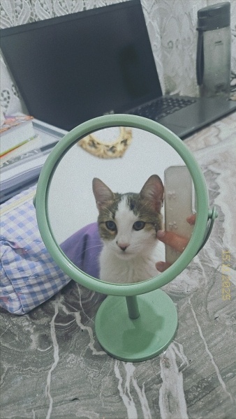 Tekir Kedi, Kedi  Dobi fotoğrafı