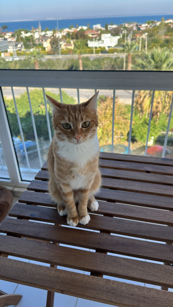 Tekir Kedi, Kedi  Kavun fotoğrafı