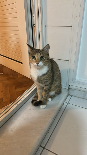 Tekir Kedi, Kedi  Kavun fotoğrafı