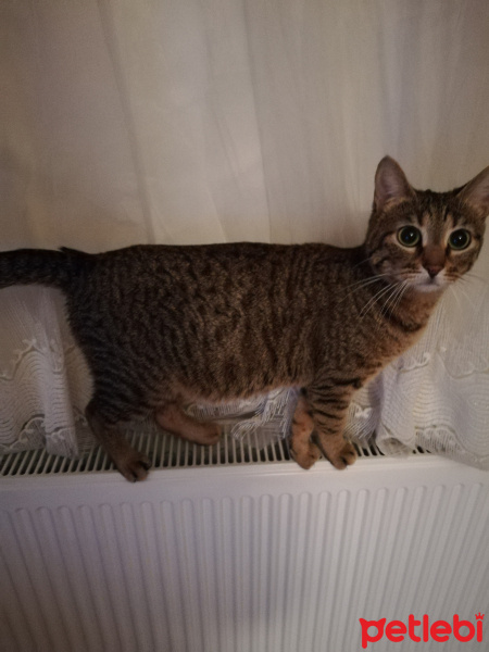 Tekir Kedi, Kedi  Minik fotoğrafı