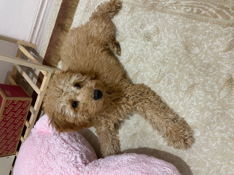 Poodle(Standart Kaniş), Köpek  Gofret fotoğrafı