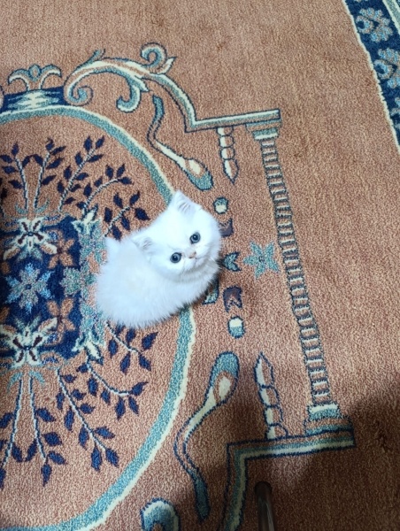 British Longhair, Kedi  Nurten fotoğrafı