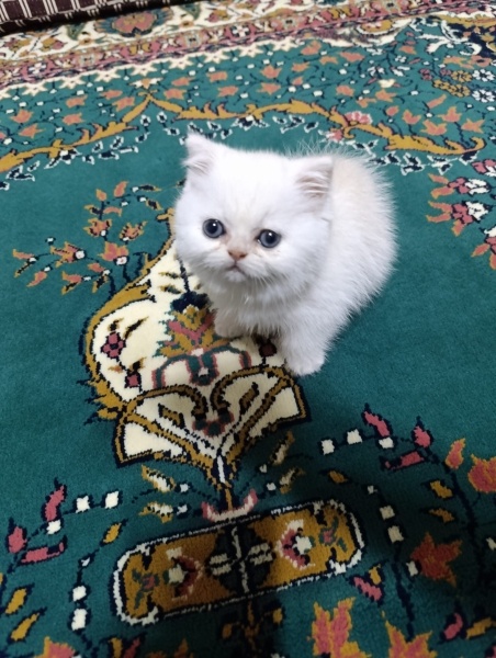 British Longhair, Kedi  Nurten fotoğrafı