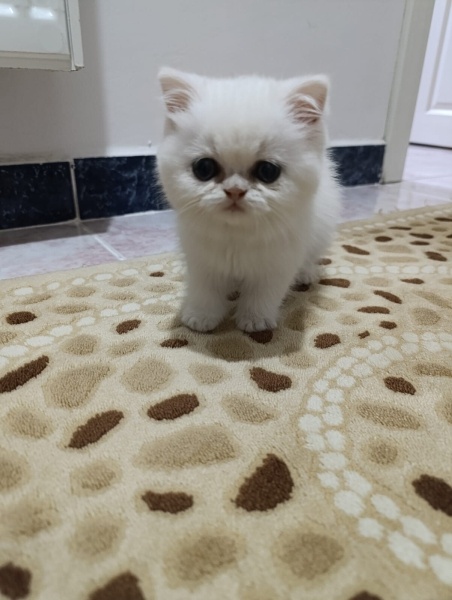 British Longhair, Kedi  Nurten fotoğrafı