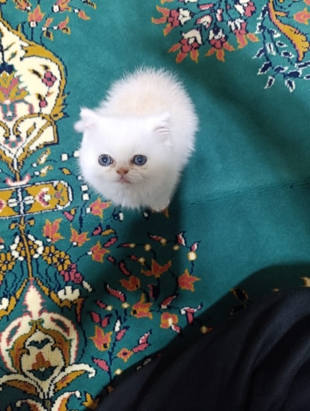 British Longhair, Kedi  Nurten fotoğrafı
