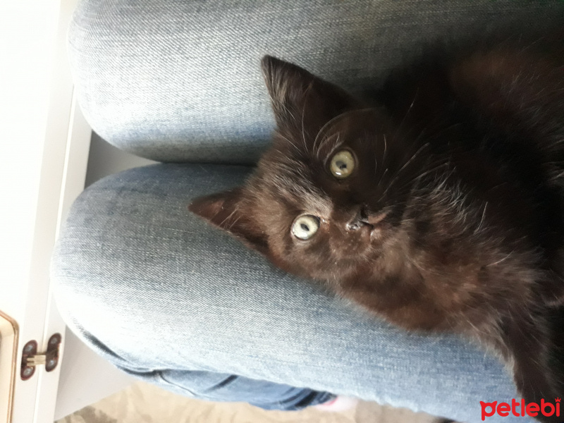 Soke, Kedi  Gece fotoğrafı