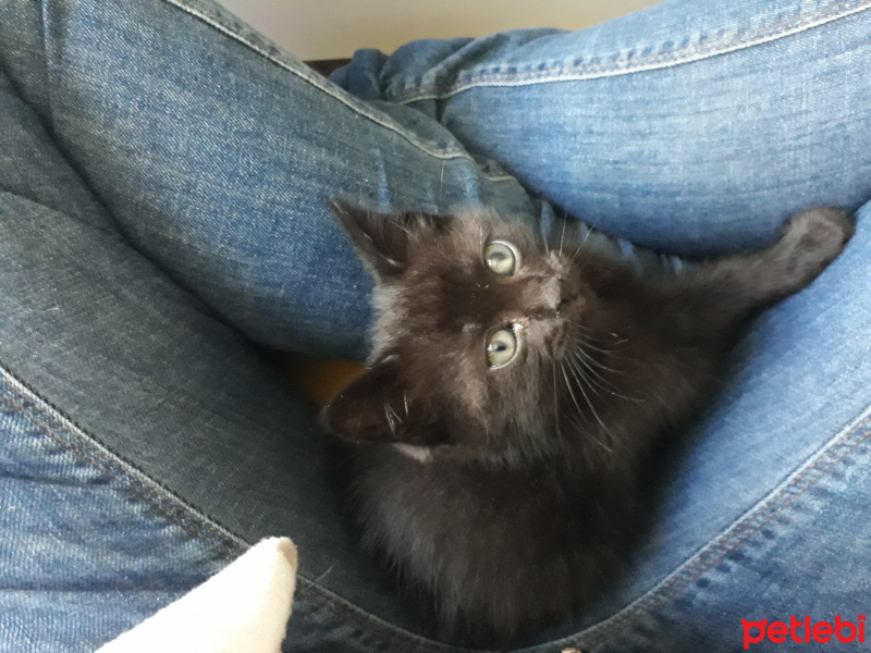 Soke, Kedi  Gece fotoğrafı