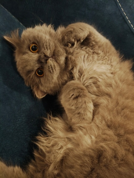 British Longhair, Kedi  Duman fotoğrafı
