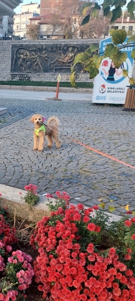 Poodle(Standart Kaniş), Köpek  Lia fotoğrafı