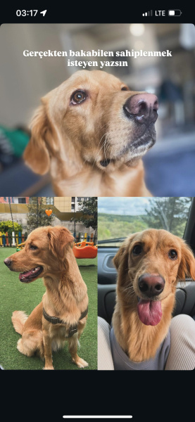 Golden Retriever, Köpek  Lina fotoğrafı