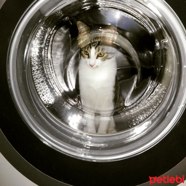 Tekir Kedi, Kedi  Osman fotoğrafı