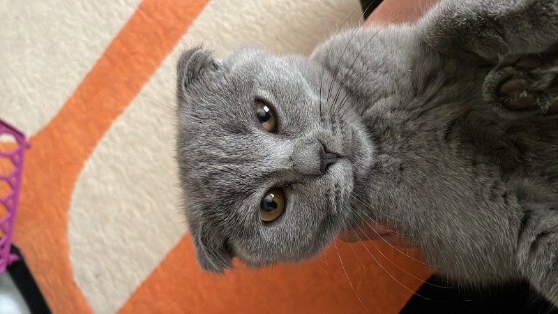 Scottish Fold, Kedi  Dorin fotoğrafı