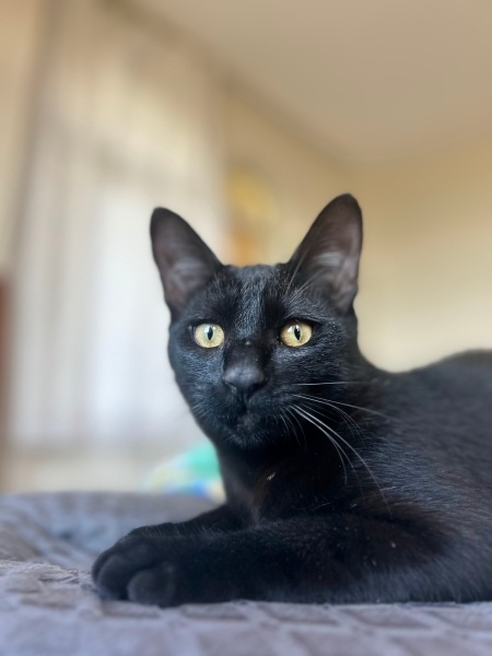 Bombay, Kedi  Gece fotoğrafı