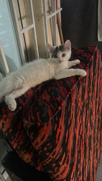 Ankara Kedisi, Kedi  Pamuk fotoğrafı