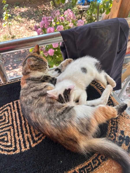 Ankara Kedisi, Kedi  Fıstık fotoğrafı
