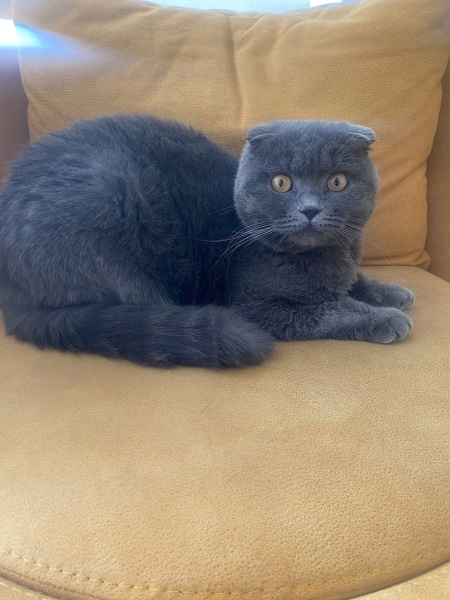 Scottish Fold, Kedi  Gofret fotoğrafı