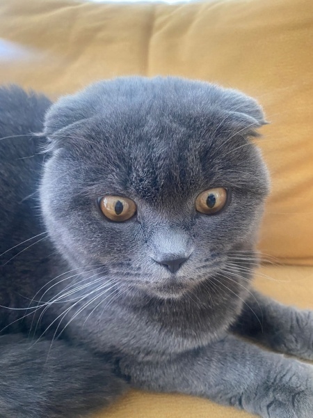Scottish Fold, Kedi  Gofret fotoğrafı