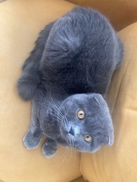 Scottish Fold, Kedi  Gofret fotoğrafı