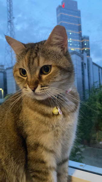 British Shorthair, Kedi  Balım fotoğrafı