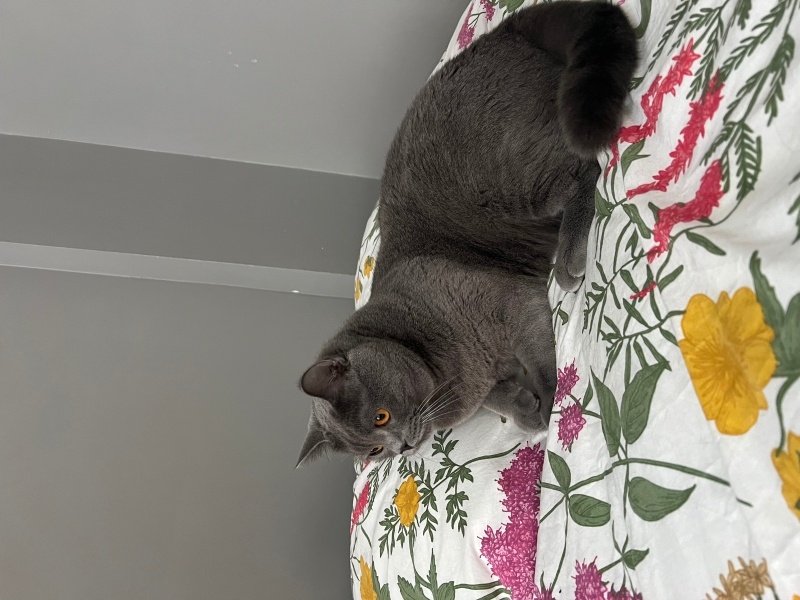 British Longhair, Kedi  Çakır fotoğrafı