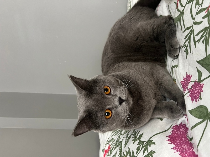 British Longhair, Kedi  Çakır fotoğrafı