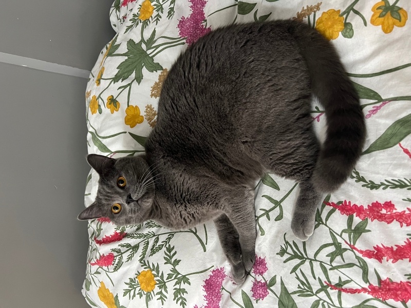 British Longhair, Kedi  Çakır fotoğrafı