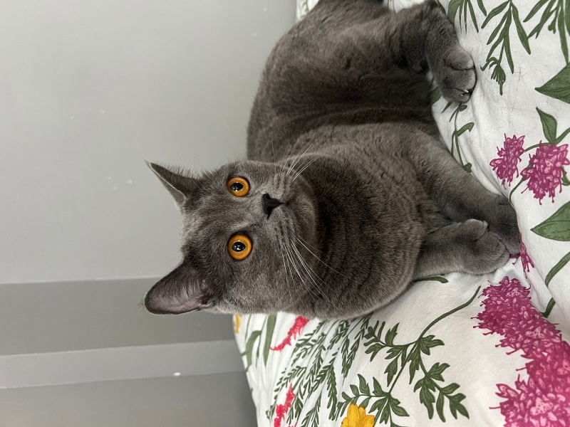 British Longhair, Kedi  Çakır fotoğrafı
