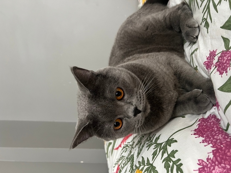 British Longhair, Kedi  Çakır fotoğrafı