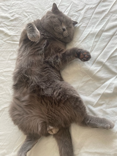 Scottish Fold, Kedi  Ateş fotoğrafı