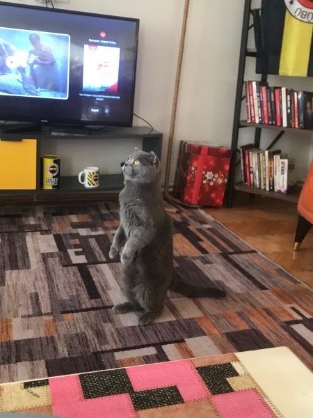 Scottish Fold, Kedi  Ateş fotoğrafı