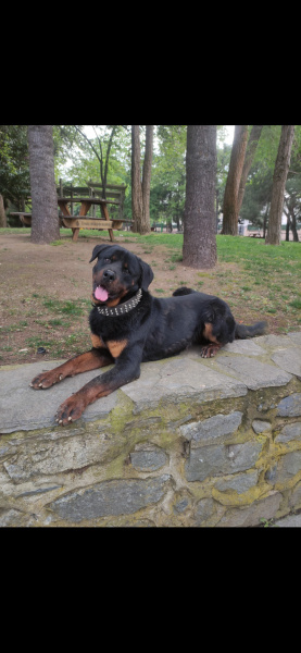 Rottweiler, Köpek  Max fotoğrafı