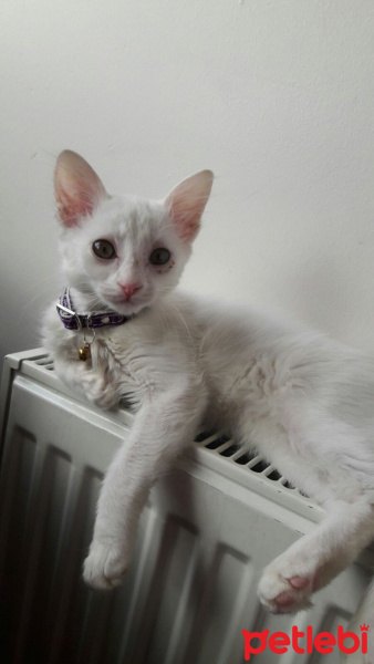 Ankara Kedisi, Kedi  Şirin fotoğrafı