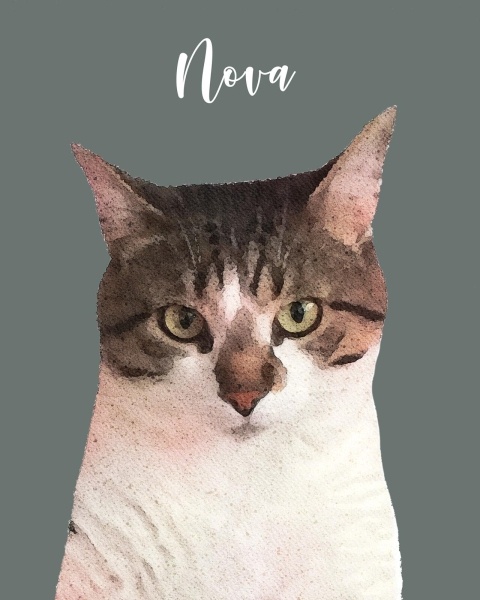 Tekir Kedi, Kedi  Nova fotoğrafı