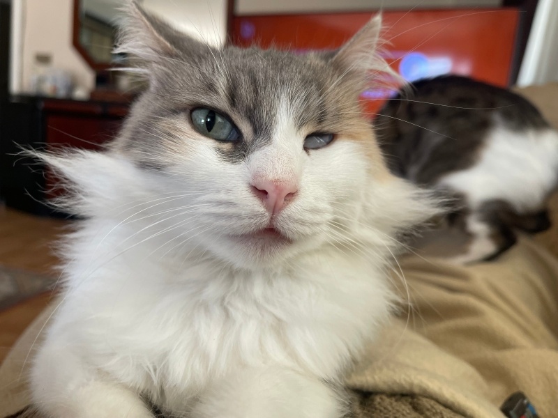 Colorpoint Shorthair, Kedi  Minik fotoğrafı