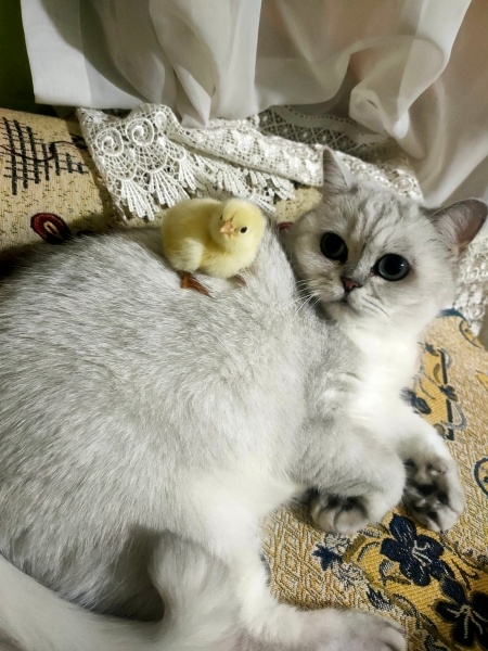 British Shorthair, Kedi  Turquase S. Latte fotoğrafı