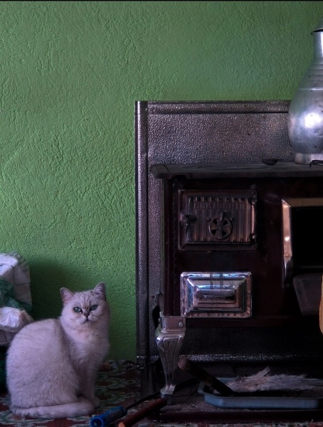 British Shorthair, Kedi  Turquase S. Latte fotoğrafı