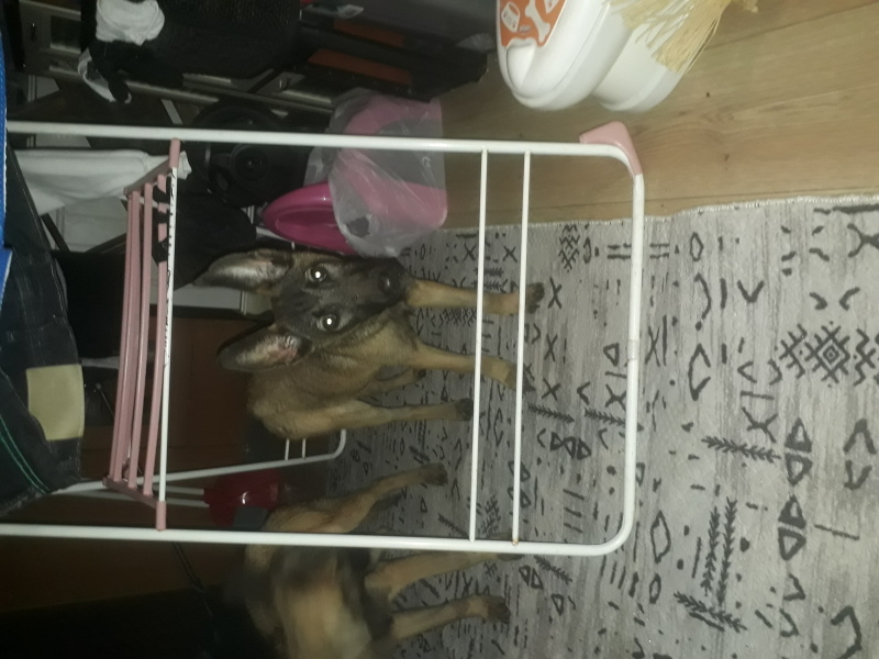 Belçika Malinois, Köpek  Asena fotoğrafı