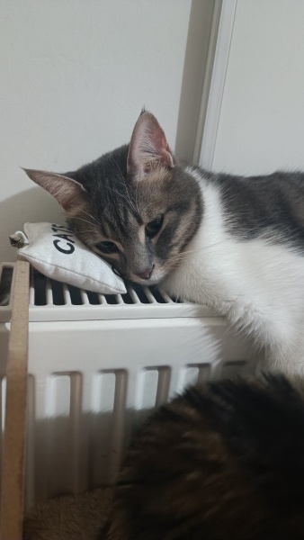 Tekir Kedi, Kedi  Şifa fotoğrafı