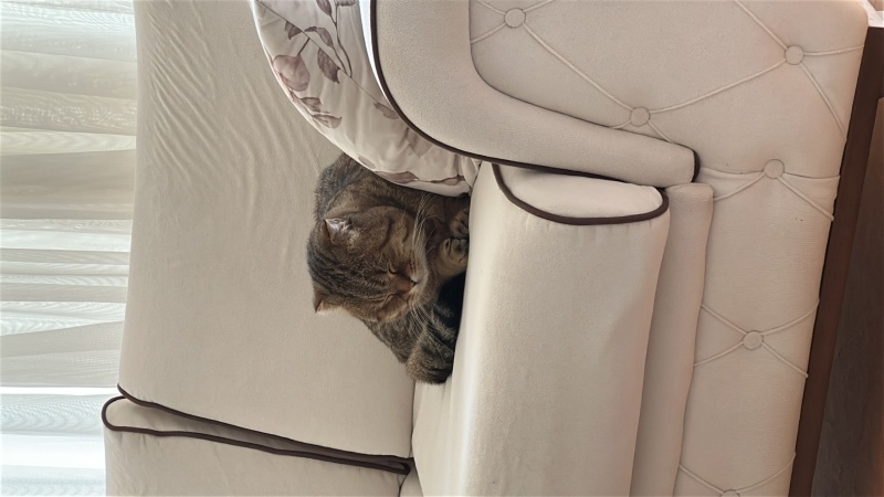 Scottish Fold, Kedi  Zeus fotoğrafı