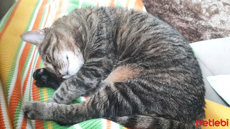 Tekir Kedi, Kedi  Orbit fotoğrafı
