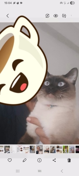 Siyam Kedisi, Kedi  TARÇIN fotoğrafı