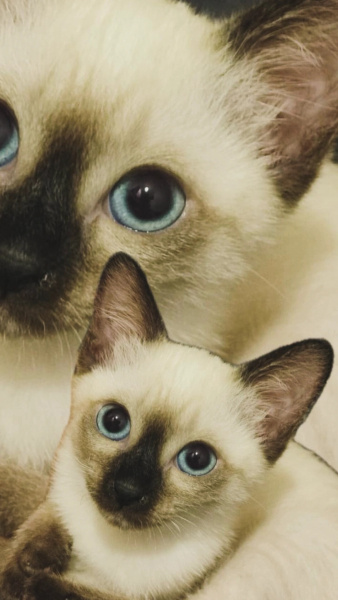 Siyam Kedisi, Kedi  Pia fotoğrafı