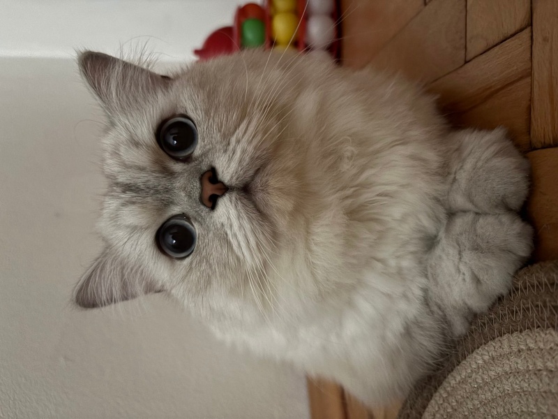 British Longhair, Kedi  SHELBY fotoğrafı